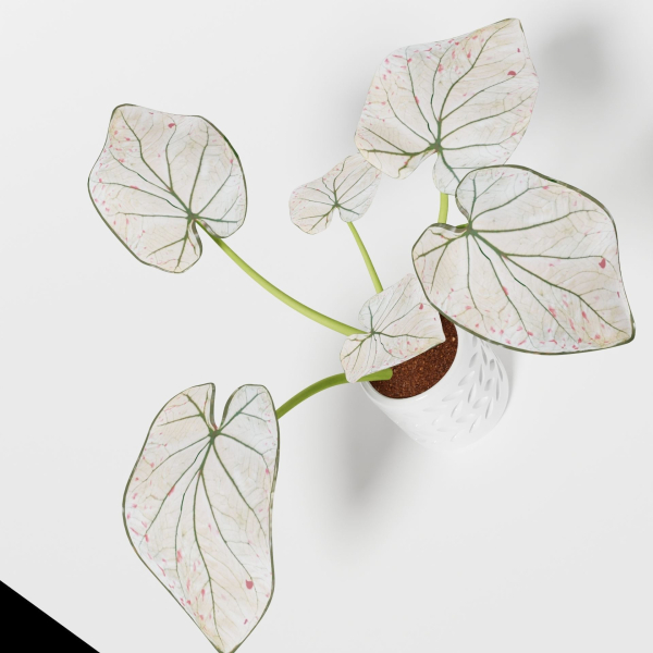 Caladium Strawberry