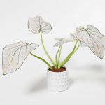 Caladium Strawberry