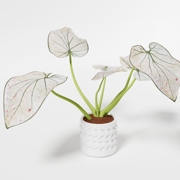 Caladium Strawberry