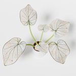 Caladium Strawberry