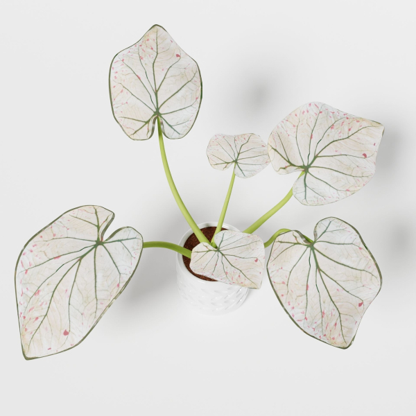 Caladium Strawberry