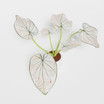 Caladium Strawberry