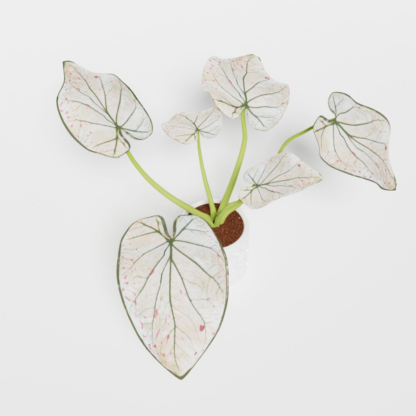 Caladium Strawberry