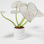 Caladium Strawberry