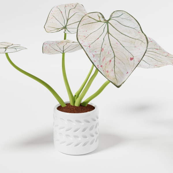 Caladium Strawberry