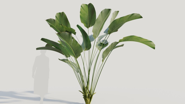 Calathea lutea a