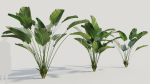 Calathea lutea a