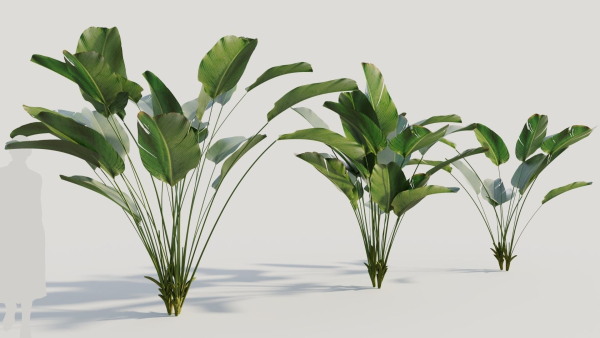 Calathea lutea a