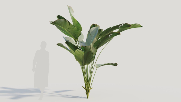 Calathea lutea a