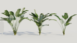 Calathea lutea a