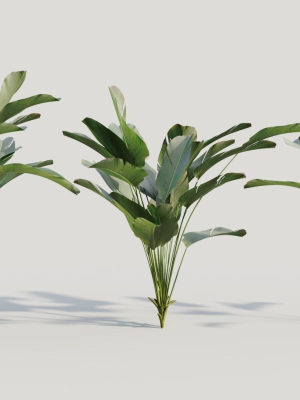 Calathea lutea a