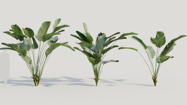 Calathea lutea a