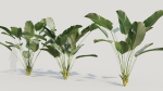 Calathea lutea a