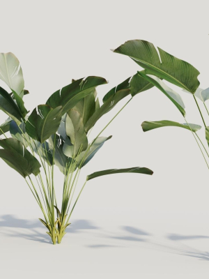 calathea-lutea-a-3d-model-88548f8582