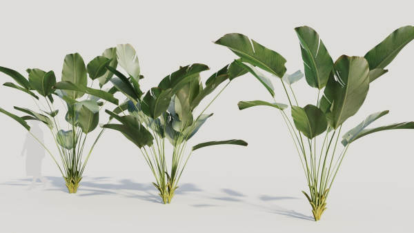 Calathea lutea a