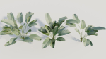 Calathea lutea a