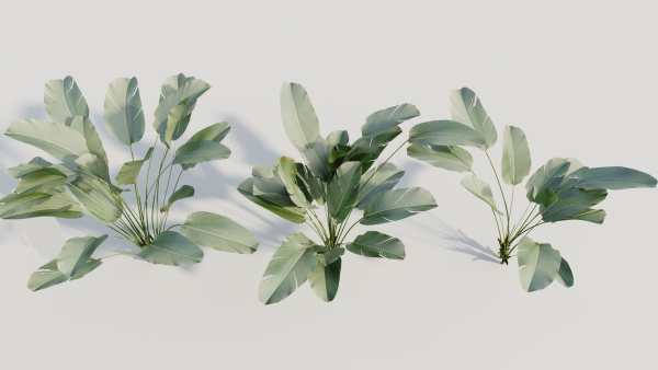 Calathea lutea a