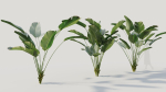 Calathea lutea a