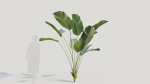 Calathea lutea a