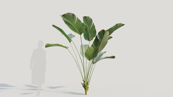 Calathea lutea a