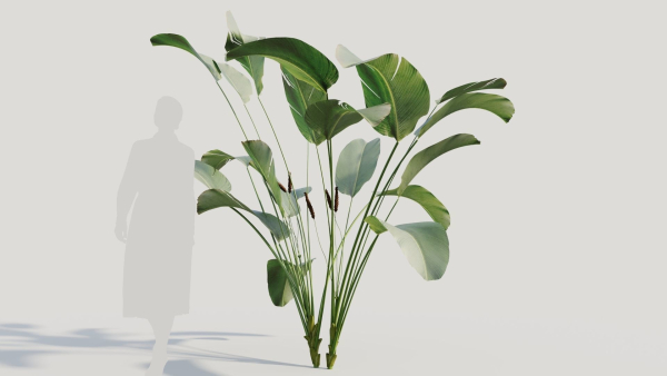 Calathea lutea b