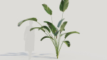 Calathea lutea b