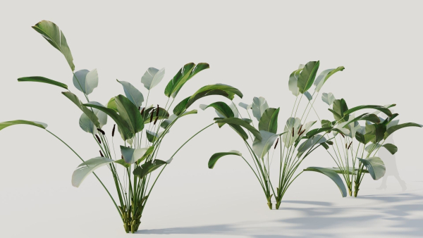 Calathea lutea b