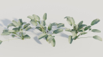 Calathea lutea b