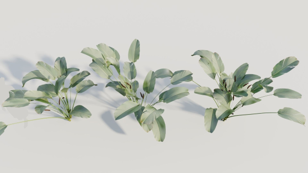 Calathea lutea b
