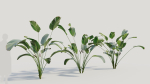 Calathea lutea b