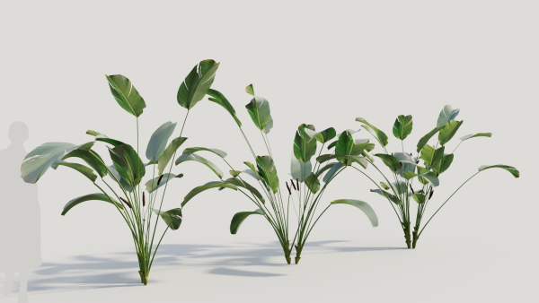 Calathea lutea b