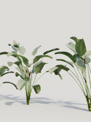 calathea-lutea-b-3d-model-b6126ad968