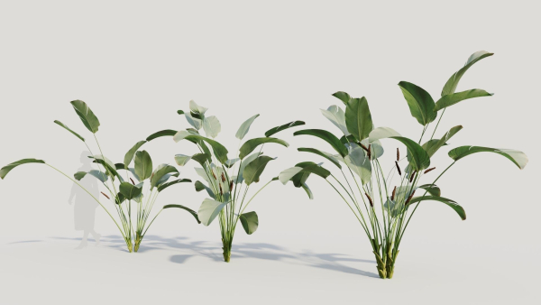 Calathea lutea b