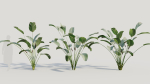 Calathea lutea b