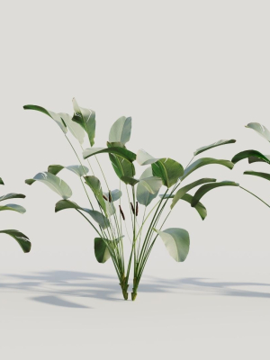 Calathea lutea b