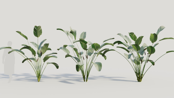 Calathea lutea b