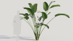 Calathea lutea b