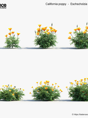 California poppy Eschscholzia californica 3D Model