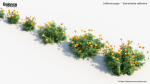 California poppy Eschscholzia californica 3D Model