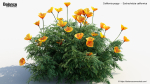 California poppy Eschscholzia californica 3D Model