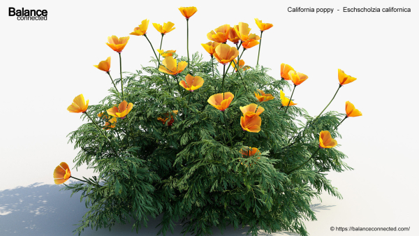 California poppy Eschscholzia californica 3D Model