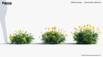 California poppy Eschscholzia californica 3D Model