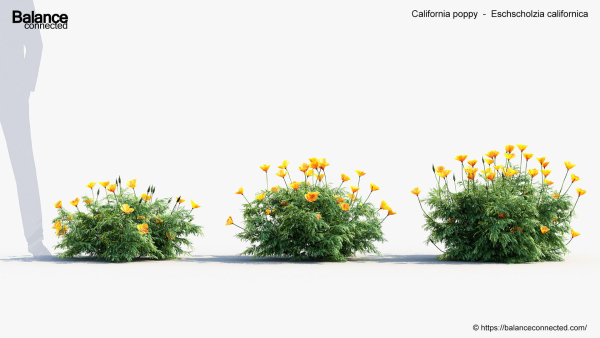 California poppy Eschscholzia californica 3D Model
