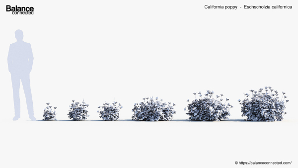 California poppy Eschscholzia californica 3D Model
