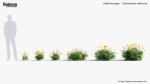California poppy Eschscholzia californica 3D Model