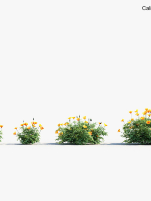 california-poppy-eschscholzia-californica-3d-model-3d-model-cd23789099