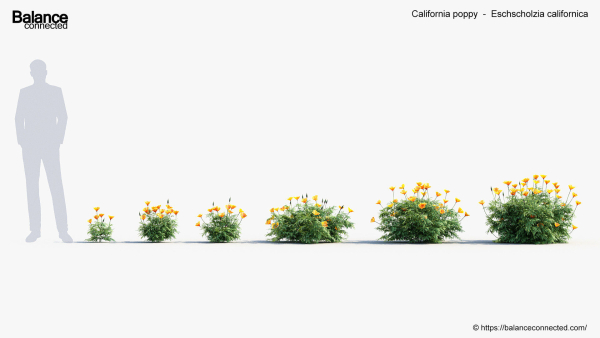 California poppy Eschscholzia californica 3D Model