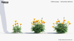 California poppy Eschscholzia californica 3D Model