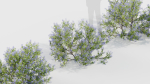 Californian lilac Ceanothus spp