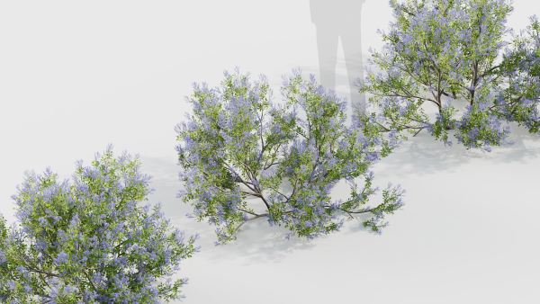 Californian lilac Ceanothus spp